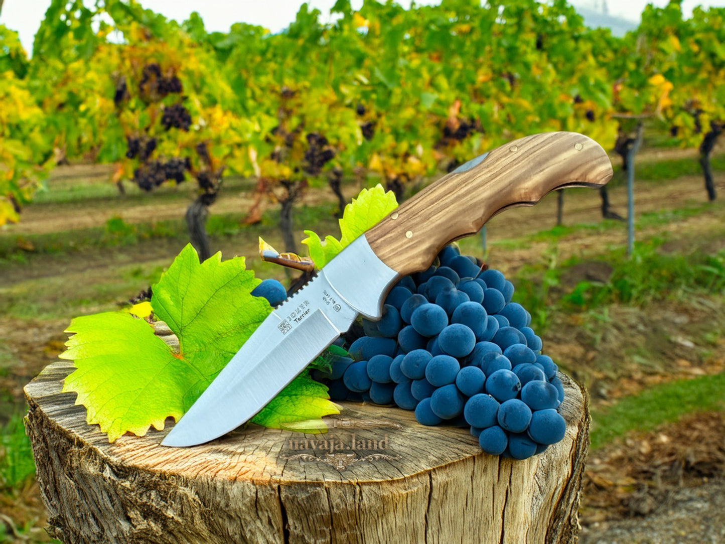 Joker Terrier Hunting Folding Knife 3.5” MOVA Blade Olive Wood Handle From Spain