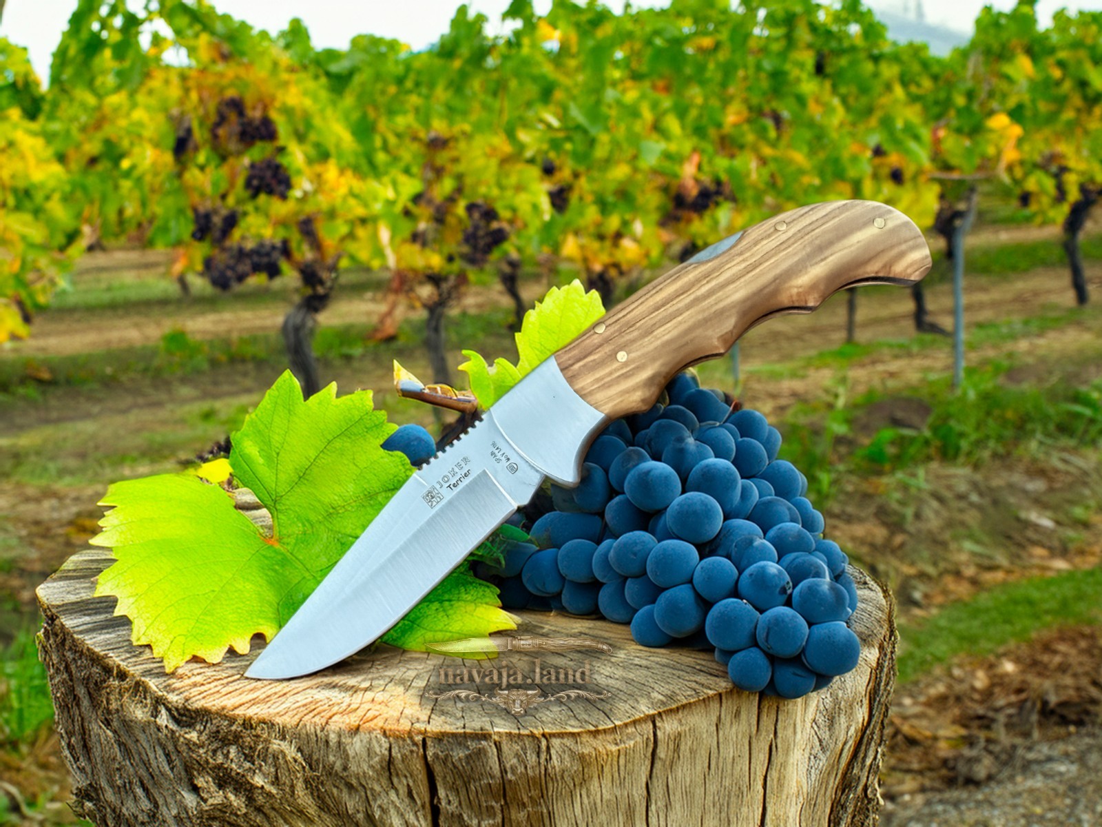 Joker Terrier Hunting Folding Knife 3.5” MOVA Blade Olive Wood Handle From Spain