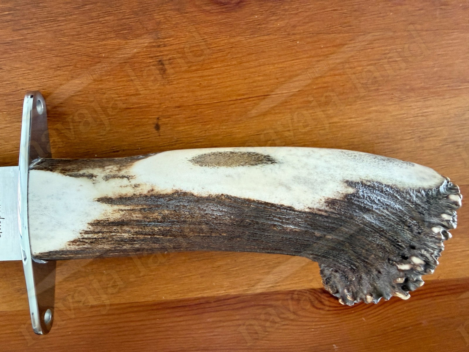 Joker Guepardo Hunting Knife – 11.81” Blade MOVA 1.4116 | Deer Antler Handle