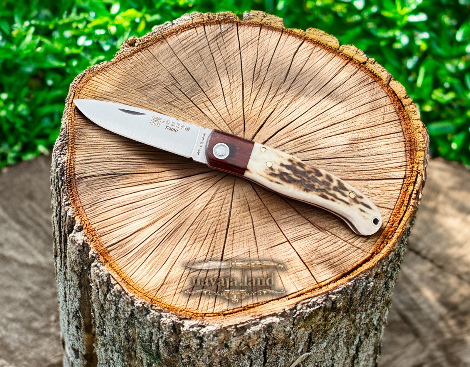 Joker Koala Pocket Knife 2.75” MOVA Blade Deer Horn Handle Grenadillo Ferrule