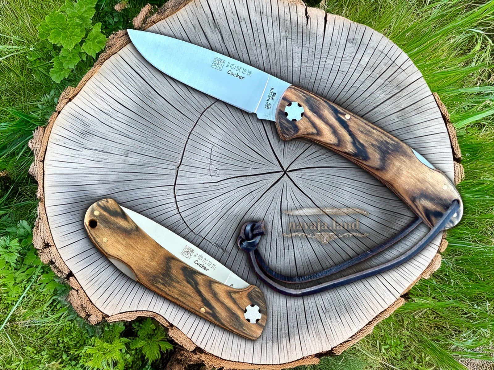Joker Cocker Hunting Folding Knife 3.5” MOVA Blade Bocote Wood Handle From Spain
