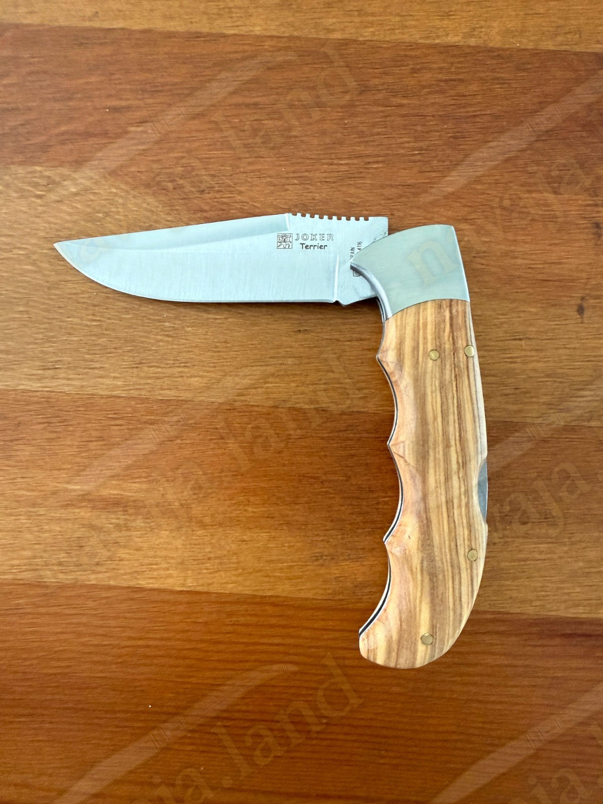 Joker Terrier Hunting Folding Knife 3.5” MOVA Blade Olive Wood Handle From Spain