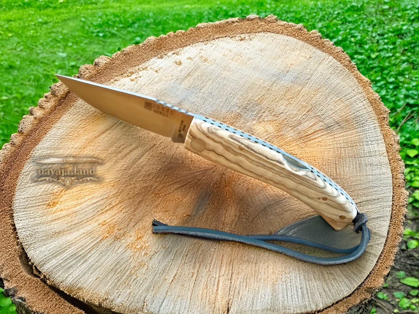 Joker Ibérica Folding Knife Olive Wood Handle 3.15” MOVA 1.4116 Stainless Steel