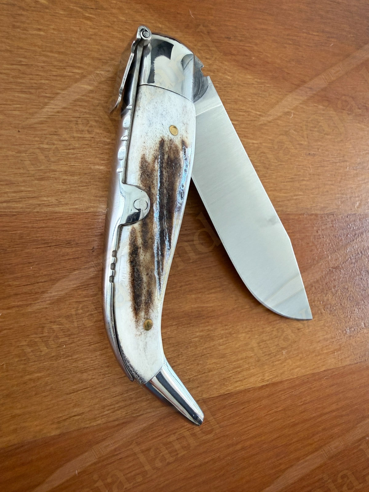 3.2” Joker Pastora Folding Knife Stag Horn Handle MOVA 1.4116 Stainless Steel