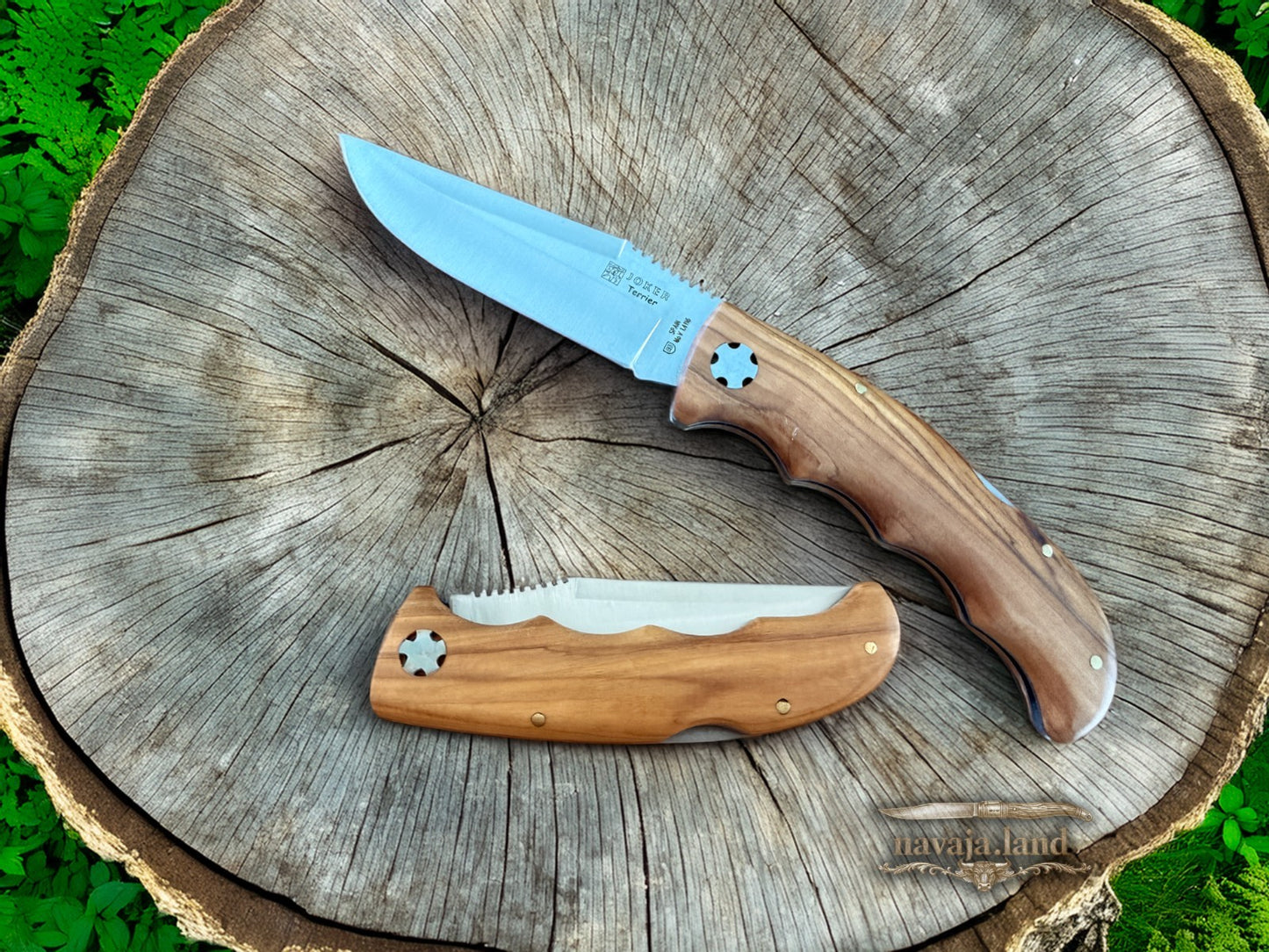Joker Terrier Hunting Folding Knife 3.5” MOVA Blade Olive Wood Handle From Spain